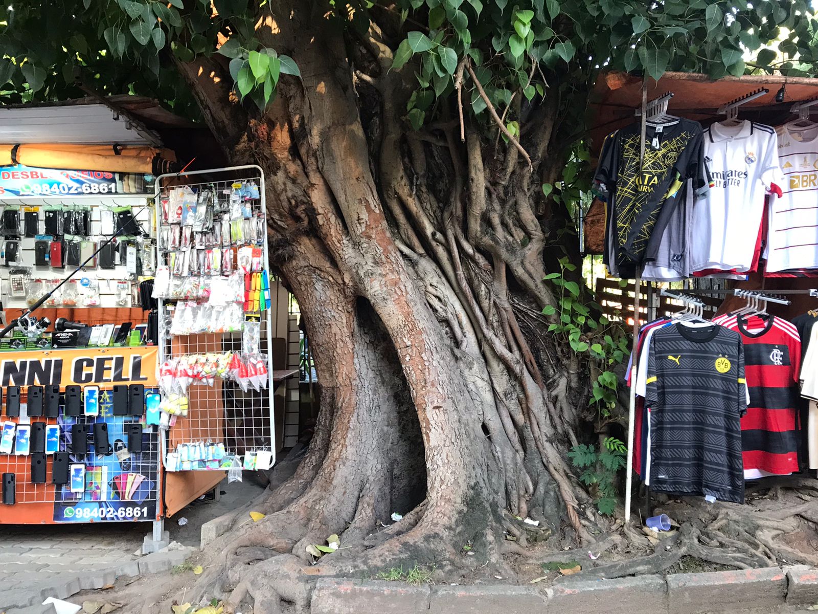 Privado: Árvores ameaçam cair a qualquer momento na Praça São João, em Niterói