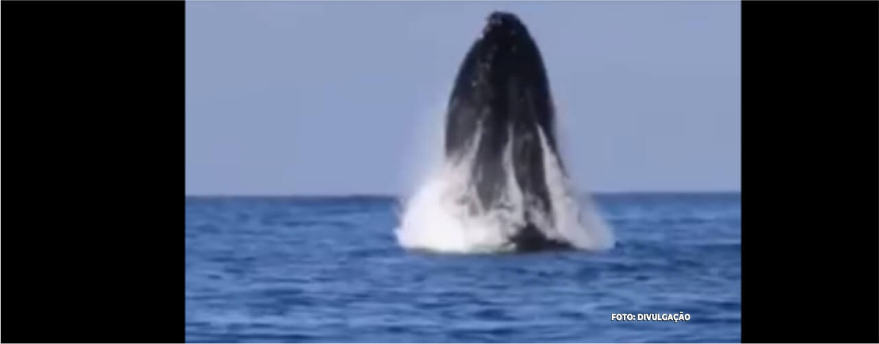 Emocionante Avistamento de Baleia na Praia de Itaipu em Niterói