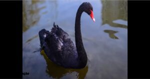 Cisne Negro Romeu assassinado: homem preso por suspeita de furto e morte no RJ