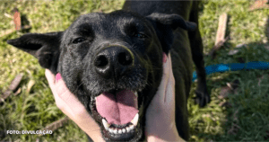 Delivery Bichinhos na Porta de Casa?