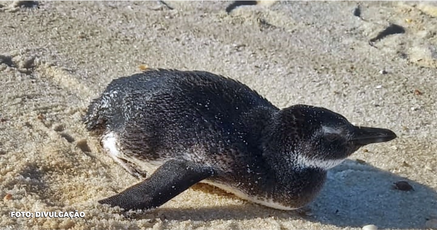 Pinguins surpreendem em Maricá: resgate e tristeza na Praia de Itaipuaçu