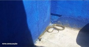 Guarda municipal resgata jiboia no muro de uma casa em São José do Imbassaí