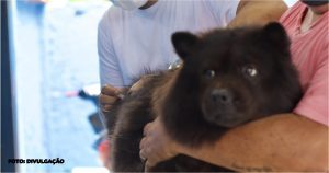 Vacinação antirrábica em Maricá prevista para o final do ano