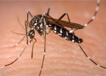 Dengue se espalha no Rio; cinco cidades enfrentam epidemia