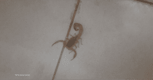 Escorpião mortal causa pânico em supermercado de Niterói