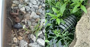 Estações de trem são fechadas após funcionário encontrar artefato explosivo