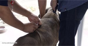 Campanha de Vacinação Contra a Raiva Protege Animais em Maricá