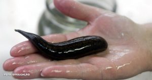 O ocorrido em São José do Imbassaí, Maricá, durante o forte temporal desta quinta-feira (26), chamou a atenção devido à presença de sanguessugas