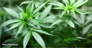 Senado começa a discutir, nesta terça, PEC que criminaliza porte de qualquer quantidade de drogas