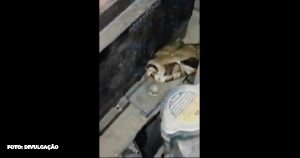 Motorista surpreendido por Jibóia dentro do carro na Rodovia Amaral Peixoto