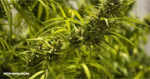 associação do Rio de Janeiro pode cultivar maconha medicinal