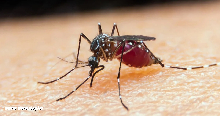 Mobilização Urgente Diante do Crescimento Alarmante de Casos de Dengue no Estado do Rio