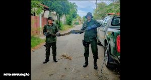 Guarda Municipal de Niterói Resgata Jiboia de 2 Metros Enroscada em Árvore