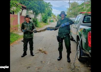 Guarda Municipal de Niterói Resgata Jiboia de 2 Metros Enroscada em Árvore