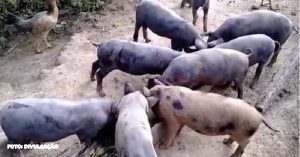 Polícia suspeita que milícia do Rio alimentava porcos com cadáveres