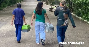 ASAS de São Gonçalo Registra Chegada e Soltura de Animais Silvestres em Janeiro