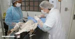 Agendamento Aberto para Castrações no Cavem Mutuá - São Gonçalo Promove Controle Responsável de Animais!