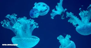 Alerta sobre Águas-vivas e Caravelas-Portuguesas em Maricá