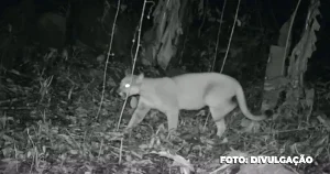 Presença da onça-parda em Maricá