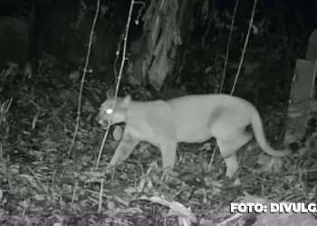Presença da onça-parda em Maricá