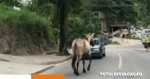 Alerta em Niterói: População Teme Riscos com Cavalos Soltos no Centro da Cidade A presença de três cavalos vagando pelo Centro de Niterói nesta quarta-feira (28) tem gerado apreensão entre os moradores. Os animais foram avistados na rua Marechal Deodoro, uma via movimentada próxima a duas escolas e uma universidade. Testemunhas relatam que os cavalos estão soltos na região desde a noite de terça-feira (27) e foram vistos também nas proximidades do Hospital Universitário Antônio Pedro. O temor é que os animais soltos possam causar acidentes ou, até mesmo, se machucarem. A população que transita pela área manifesta preocupação com a situação. Até o momento, a Prefeitura de Niterói não respondeu aos questionamentos sobre o caso, deixando a comunidade local em alerta diante do risco representado pela presença dos cavalos soltos no Centro da cidade.