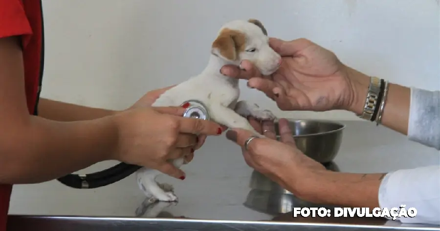 Participação da comunidade na avaliação dos serviços veterinários de São Gonçalo