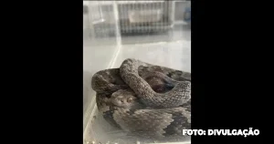 Resgate e Reabilitação de animais silvestres em São Gonçalo: Compromisso ambiental em destaque