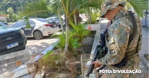 Polícia Ambiental em Rio Bonito e Niterói combate ao tráfico de aves