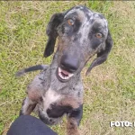 Castração de animais promovida no Cecop em Maricá