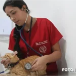 Mutuá e de Alcântara: Castração de Cães e Gatos sem custo