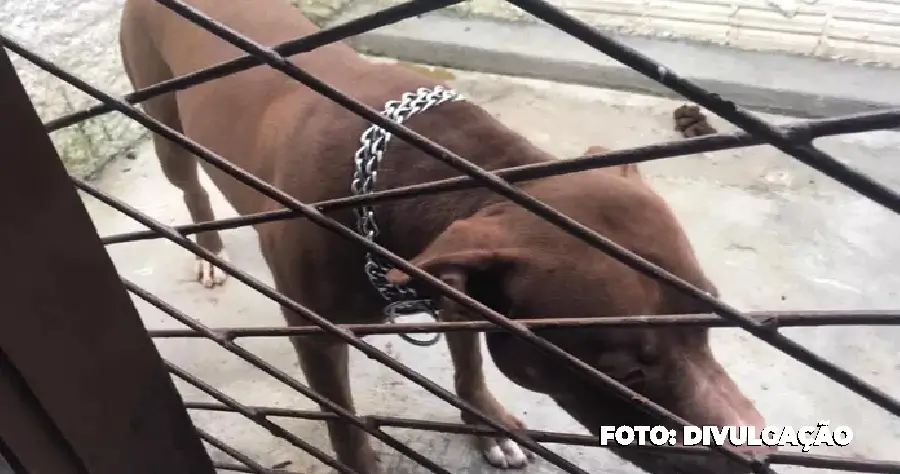 Pitbull ataca própria dona no bairro de Bambuí em Maricá