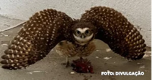 ASAS compromisso com a preservação da vida selvagem em São Gonçalo