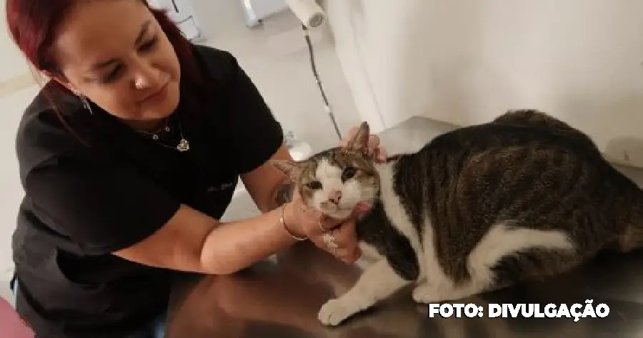 São Gonçalo reabre agendamento para castração de cães e gatos