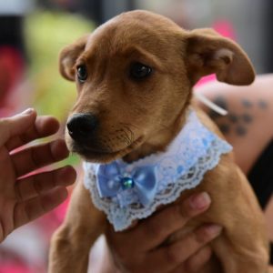 CECOP abriga Feira de adoção de cães e gatos neste sábado (26/10)