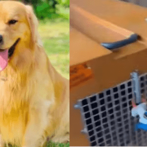 Governo anuncia plano para transporte de pets em aviões | Enfoco