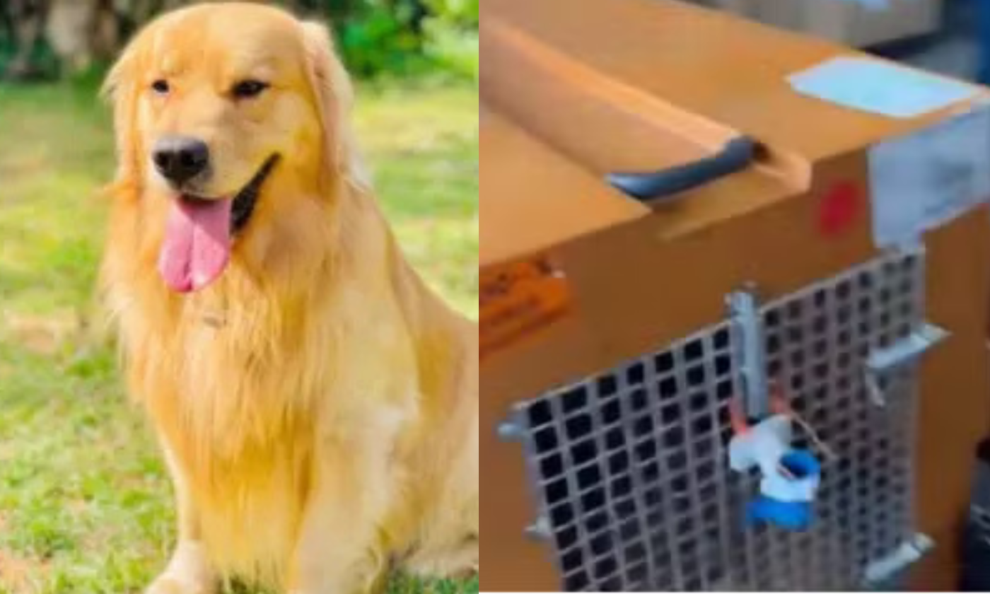 Governo anuncia plano para transporte de pets em aviões | Enfoco