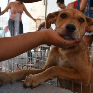 Proteção Animal consegue lar para 10 cães e gatos em Maricá