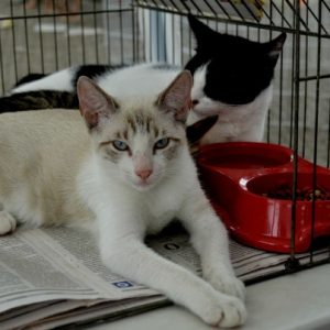 Feira de adoção de cães e gatos acontece neste sábado (30/11)