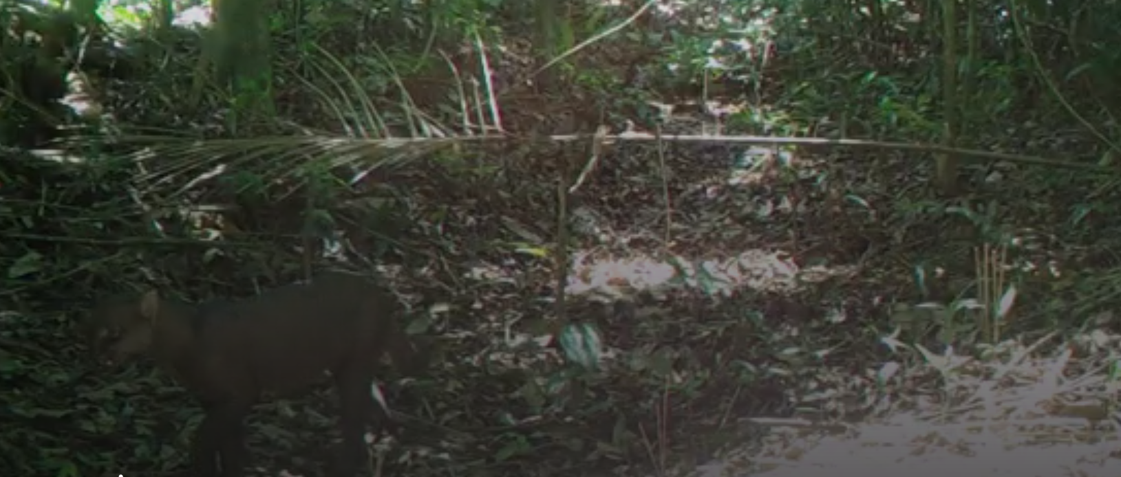 Maricá faz segundo flagrante de gatos-mouriscos por câmeras de monitoramento