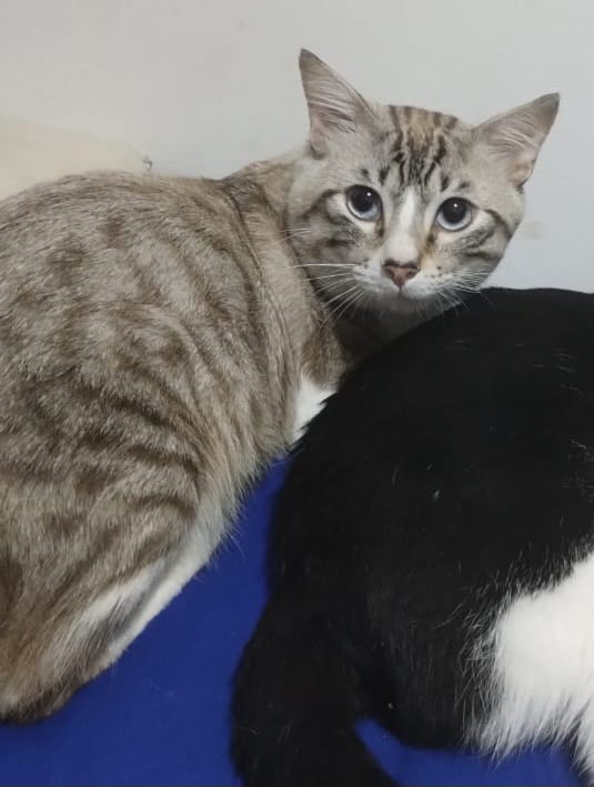 Tutor oferece R$ 500 de recompensa por gato desaparecido no Vila Lage, São Gonçalo