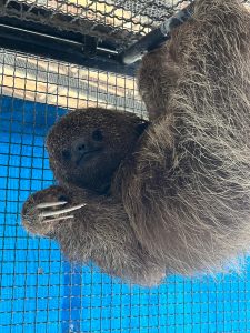 Prefeitura Municipal de São Gonçalo