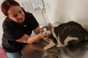 Prefeitura Municipal de São Gonçalo