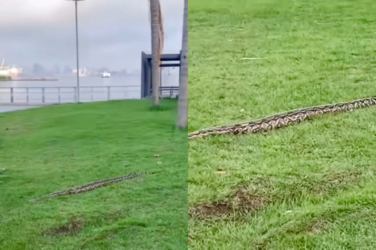 Reprodução/Redes Sociais