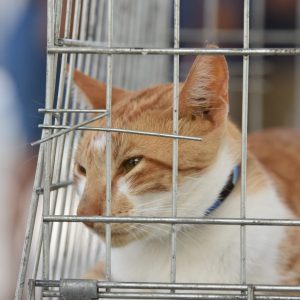 Feira de Adoção de Cães e Gatos acontece neste sábado (24/05), no Centro