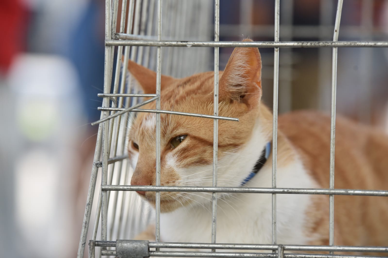 Feira de Adoção de Cães e Gatos acontece neste sábado (24/05), no Centro