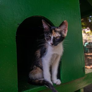 Nova lei no Rio autoriza tratamento gratuito para animais diagnosticados com esporotricose