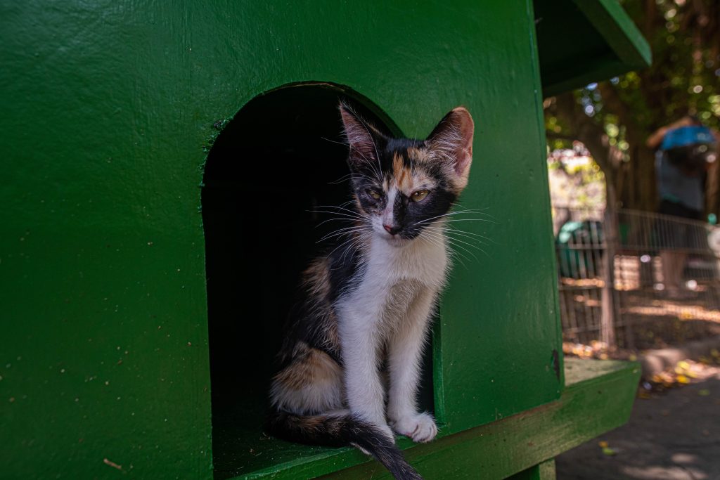 Nova lei no Rio autoriza tratamento gratuito para animais diagnosticados com esporotricose