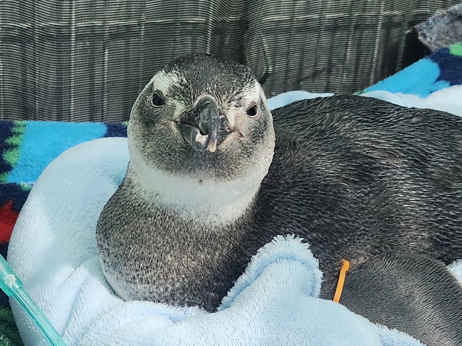 Chegada do inverno traz primeiros pinguins-de-Magalhães à Região dos Lagos