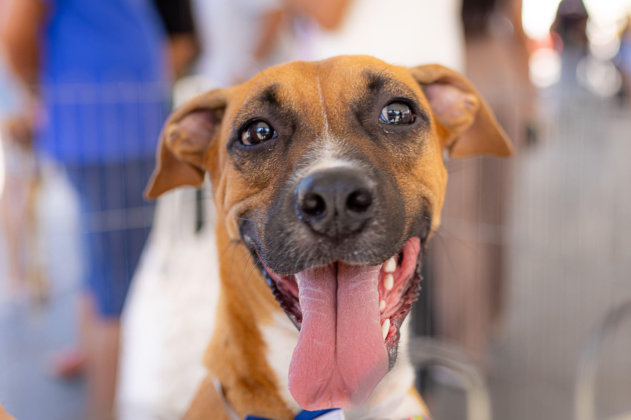 Prefeitura de Maricá realiza Castração Solidária para cães e gatos neste sábado (09/08) na Mumbuca