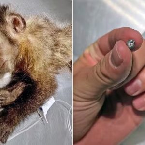 Fêmea de macaco-prego baleada na Gávea morre durante cirurgia no Rio